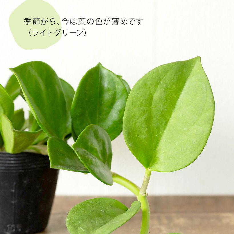 ホヤ パキクラダ（育て方付き）暑さ寒さ強く花も咲きやすい品種