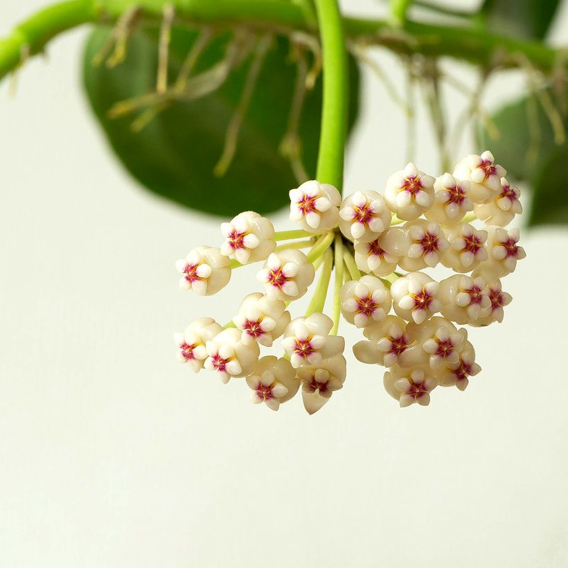 ホヤ パキクラダ（育て方付き）暑さ寒さ強く花も咲きやすい品種