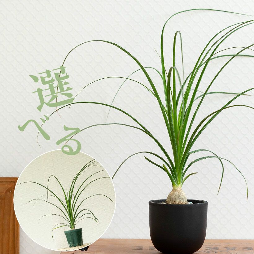 小さいノリナ（トックリラン）幹も膨らみだした可愛い植物