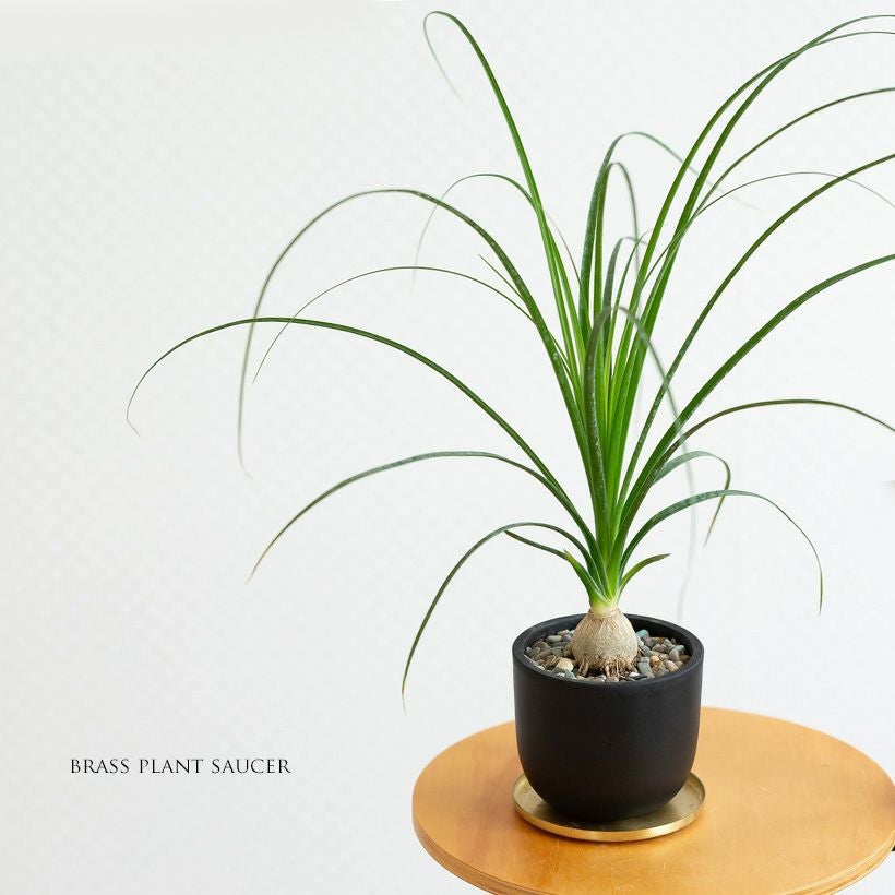 小さいノリナ（トックリラン）幹も膨らみだした可愛い植物