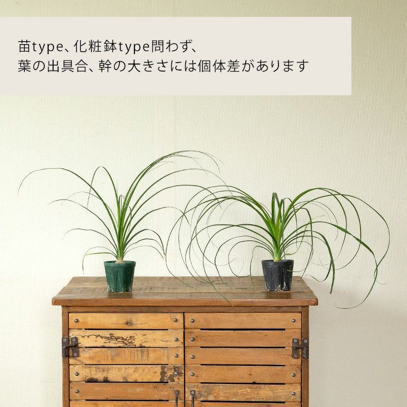 小さいノリナ（トックリラン）幹も膨らみだした可愛い植物