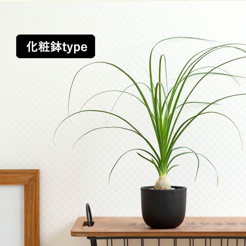 小さいノリナ（トックリラン）幹も膨らみだした可愛い植物