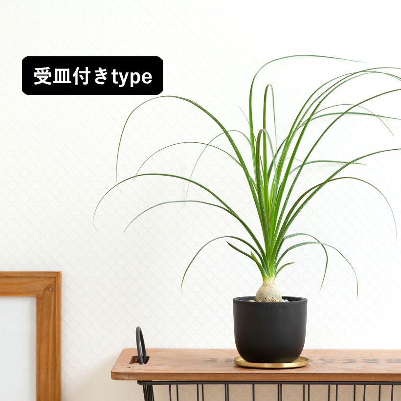 小さいノリナ（トックリラン）幹も膨らみだした可愛い植物