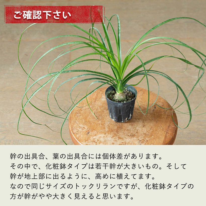 ② 特選品！ピンと上向きの葉との年代物の幹割れノリナ７号鉢（トックリラン） tr-180_01.jpg その他観葉植物