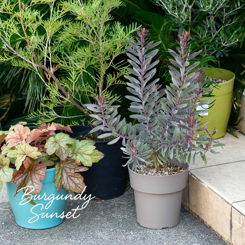 黒いリューカデンドロン バーガンディーサンセット育て方付き