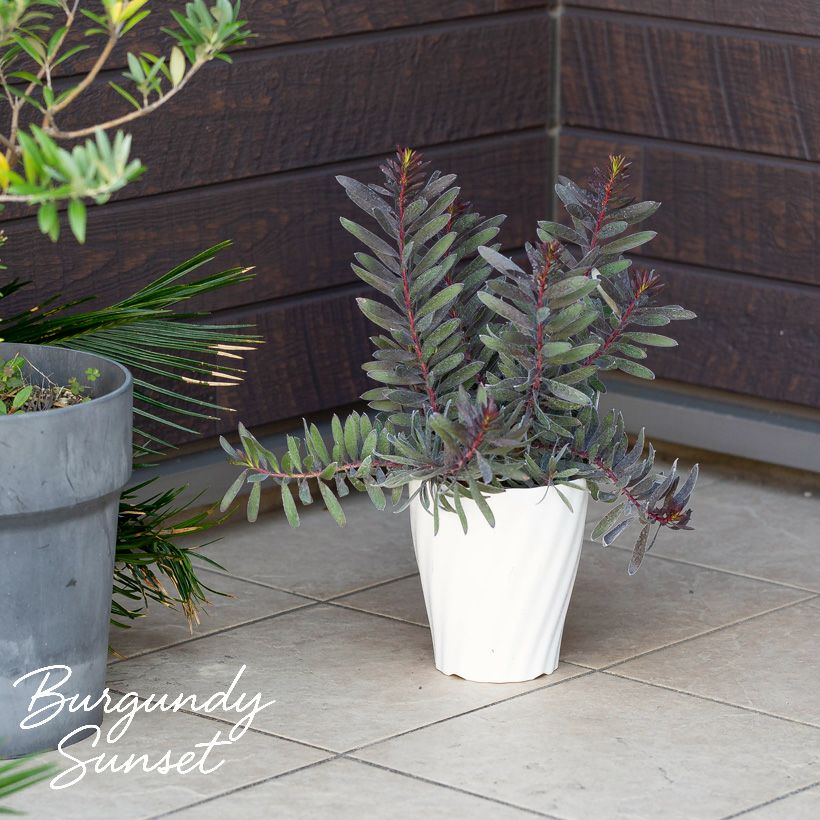 黒いリューカデンドロン バーガンディーサンセット育て方付き