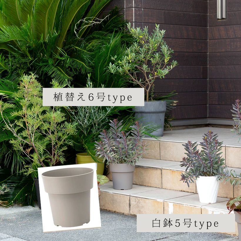 黒いリューカデンドロン バーガンディーサンセット育て方付き