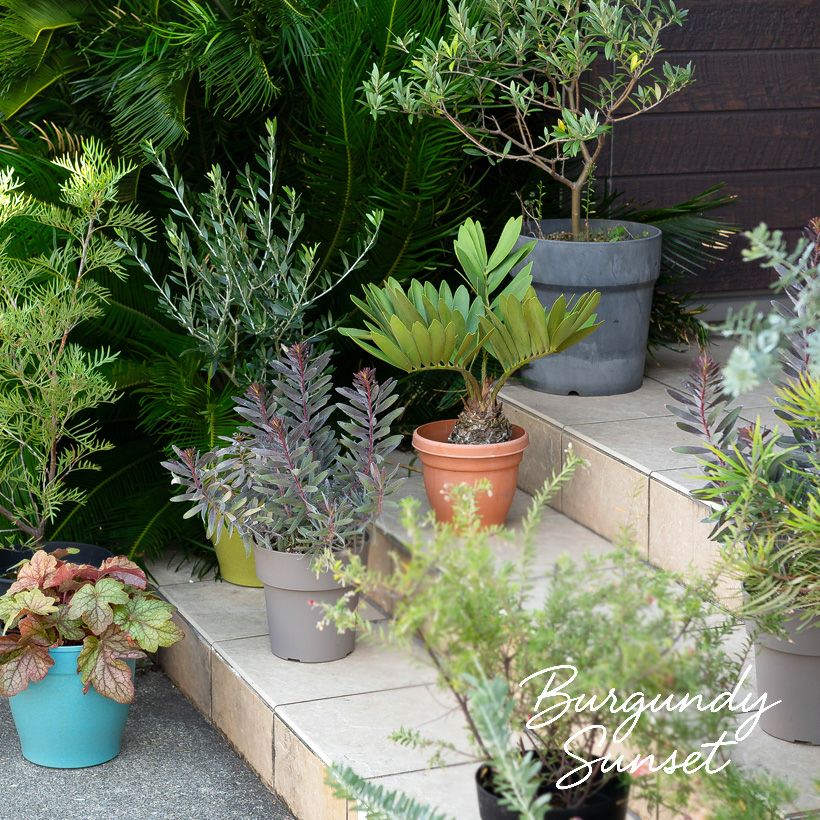 黒いリューカデンドロン バーガンディーサンセット育て方付き