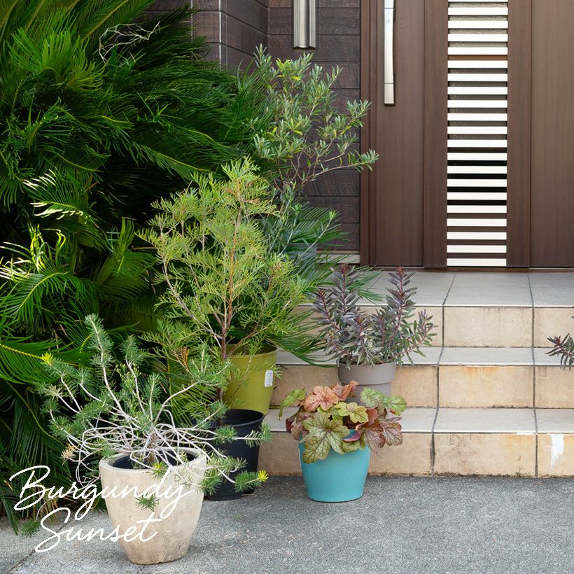 黒いリューカデンドロン バーガンディーサンセット育て方付き