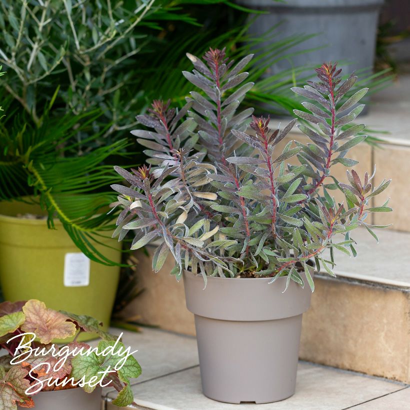 黒いリューカデンドロン バーガンディーサンセット育て方付き