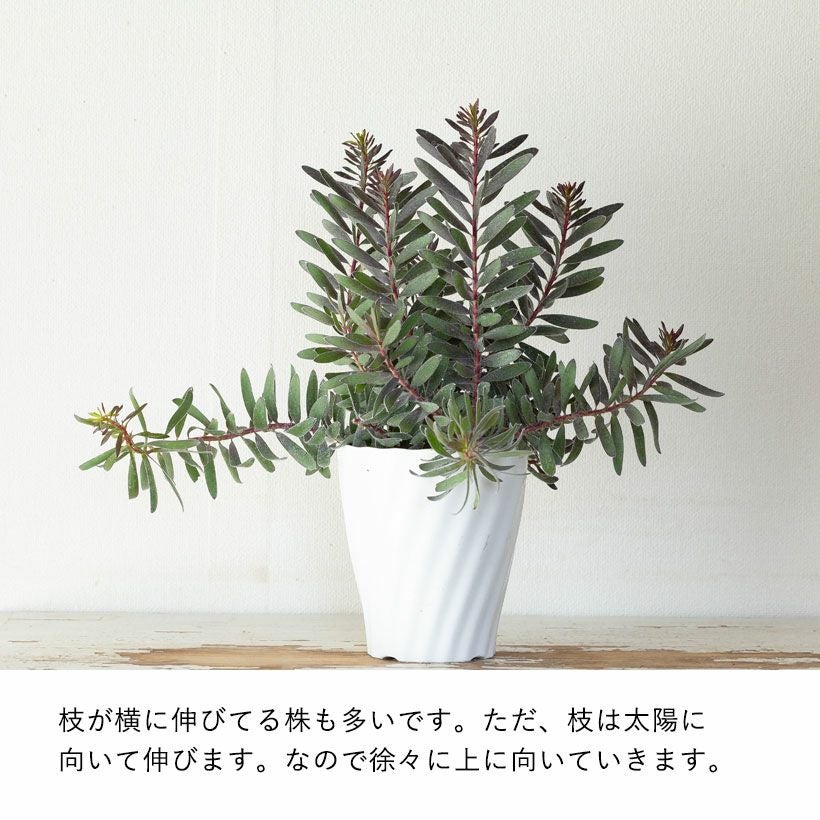１１日入荷⭐️リューカデンドロン６品種⭐️6鉢セット⭐️ 11日入荷⭐️リューカデンドロン6品種⭐️6鉢セット⭐️ 【公式通販】