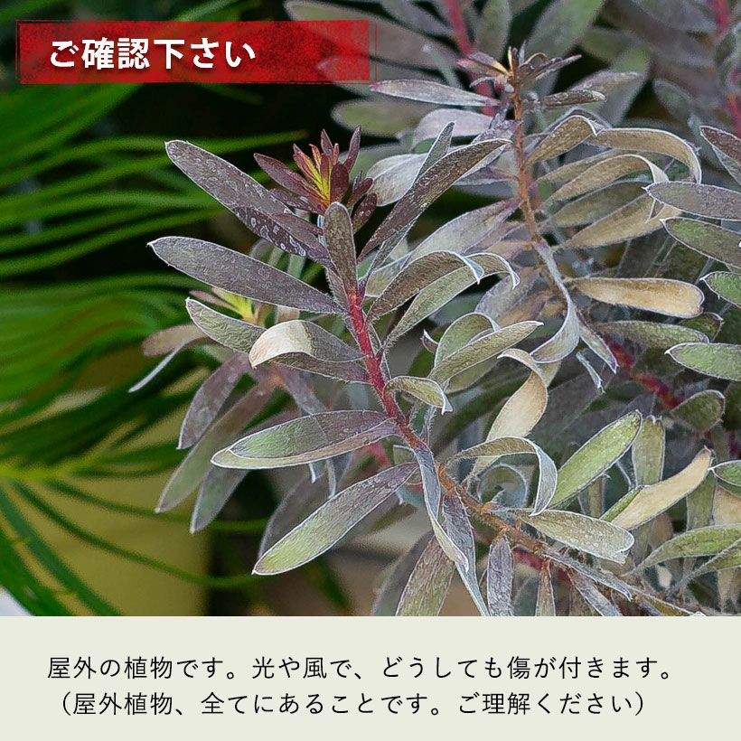 黒いリューカデンドロン バーガンディーサンセット育て方付き