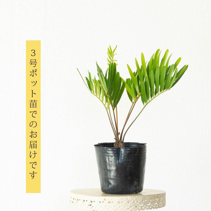 ザミアフロリダーナ細葉で成長速度遅い｜徒長せず詰まった株です