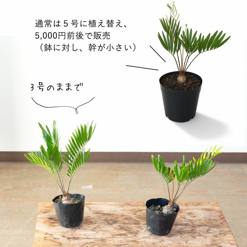 000000009937-06.jpg?size=l&w=