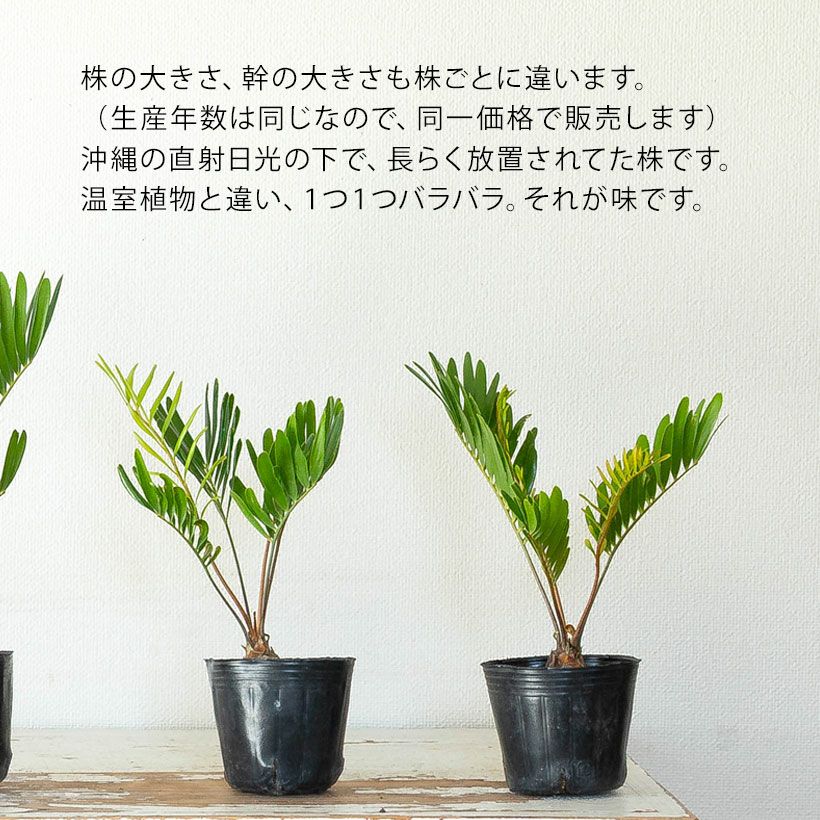 ザミアフロリダーナ細葉で成長速度遅い｜徒長せず詰まった株です
