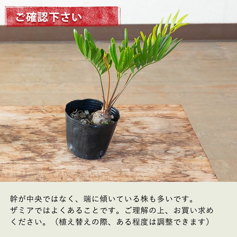 ザミアフロリダーナ細葉で成長速度遅い｜徒長せず詰まった株です