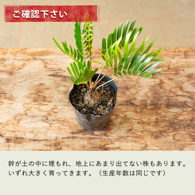 ザミアフロリダーナ細葉で成長速度遅い｜徒長せず詰まった株です