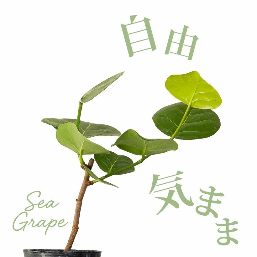 シーグレープ（ハマベブドウ）卓上の観葉植物、丸い葉も可愛い