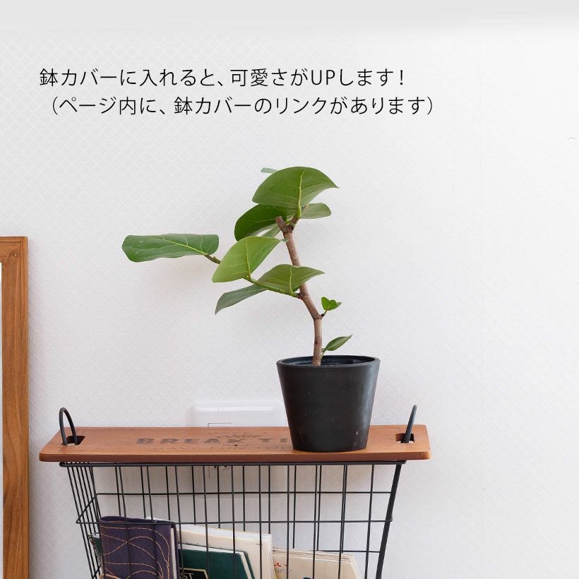 シーグレープ（ハマベブドウ）卓上の観葉植物、丸い葉も可愛い