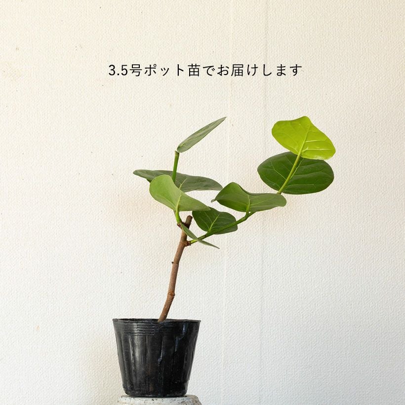シーグレープ（ハマベブドウ）卓上の観葉植物、丸い葉も可愛い