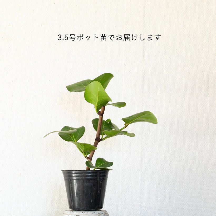 シーグレープ（ハマベブドウ）卓上の観葉植物、丸い葉も可愛い