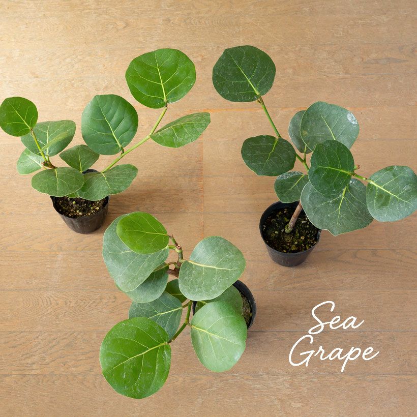 シーグレープ（ハマベブドウ）卓上の観葉植物、丸い葉も可愛い