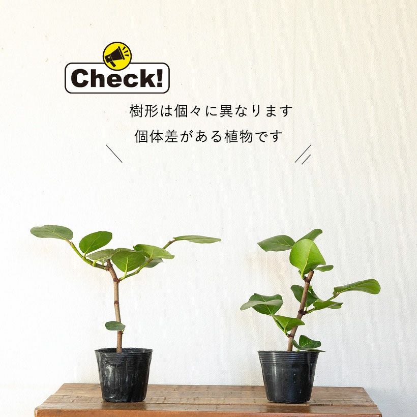 シーグレープ（ハマベブドウ）卓上の観葉植物、丸い葉も可愛い