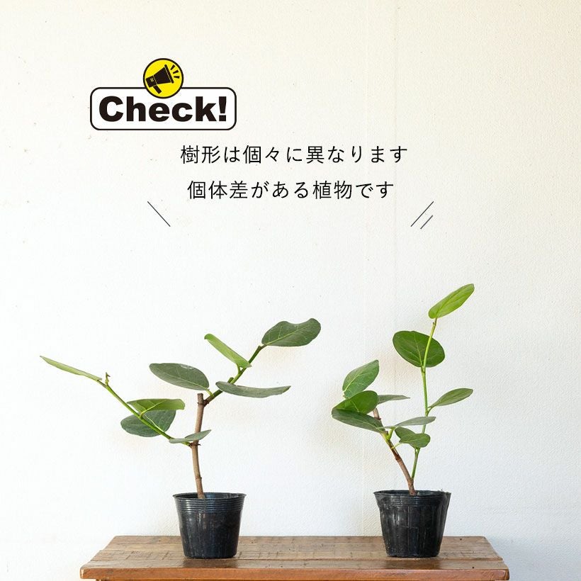 シーグレープ（ハマベブドウ）卓上の観葉植物、丸い葉も可愛い