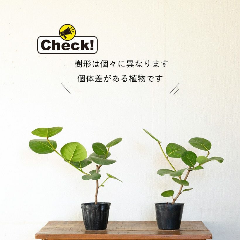 シーグレープ（ハマベブドウ）卓上の観葉植物、丸い葉も可愛い