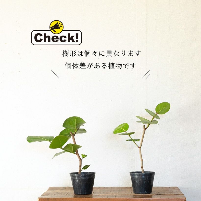 シーグレープ（ハマベブドウ）卓上の観葉植物、丸い葉も可愛い