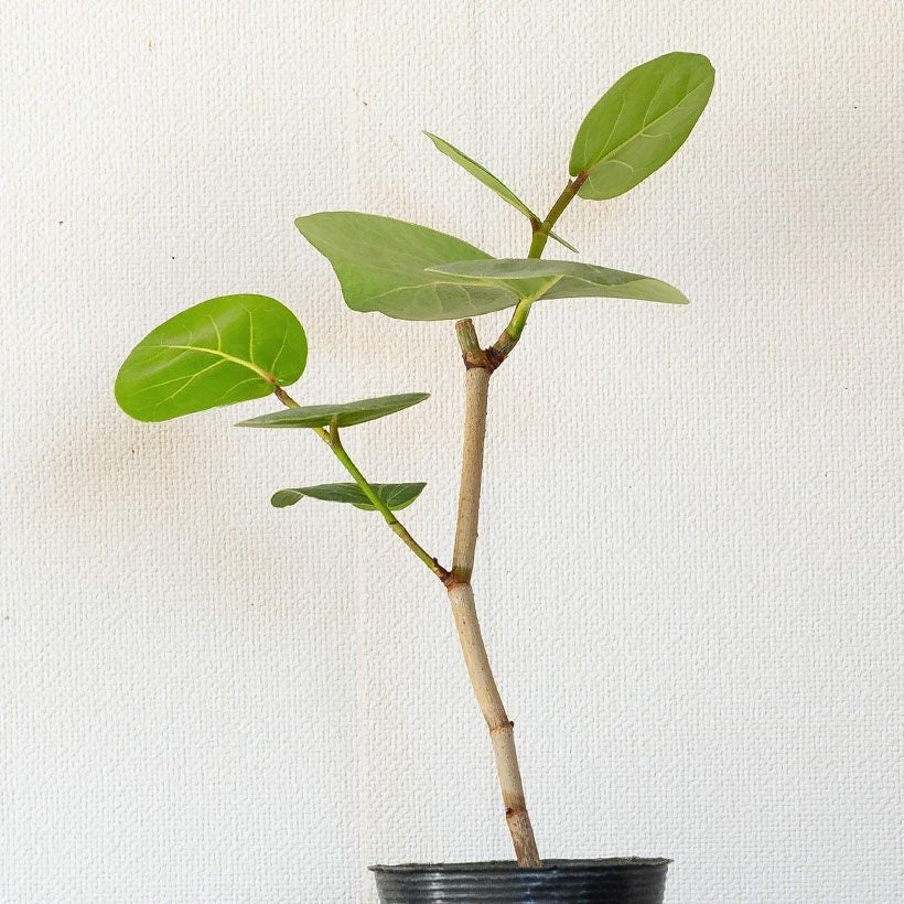 シーグレープ（ハマベブドウ）卓上の観葉植物、丸い葉も可愛い