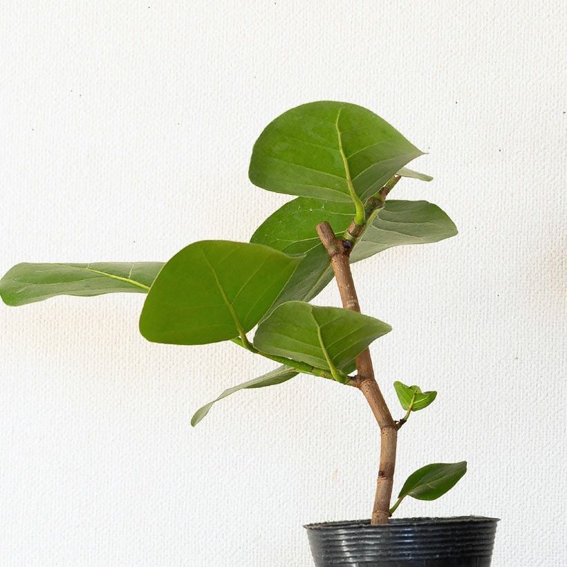 シーグレープ（ハマベブドウ）卓上の観葉植物、丸い葉も可愛い