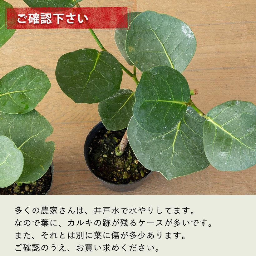 シーグレープ（ハマベブドウ）卓上の観葉植物、丸い葉も可愛い