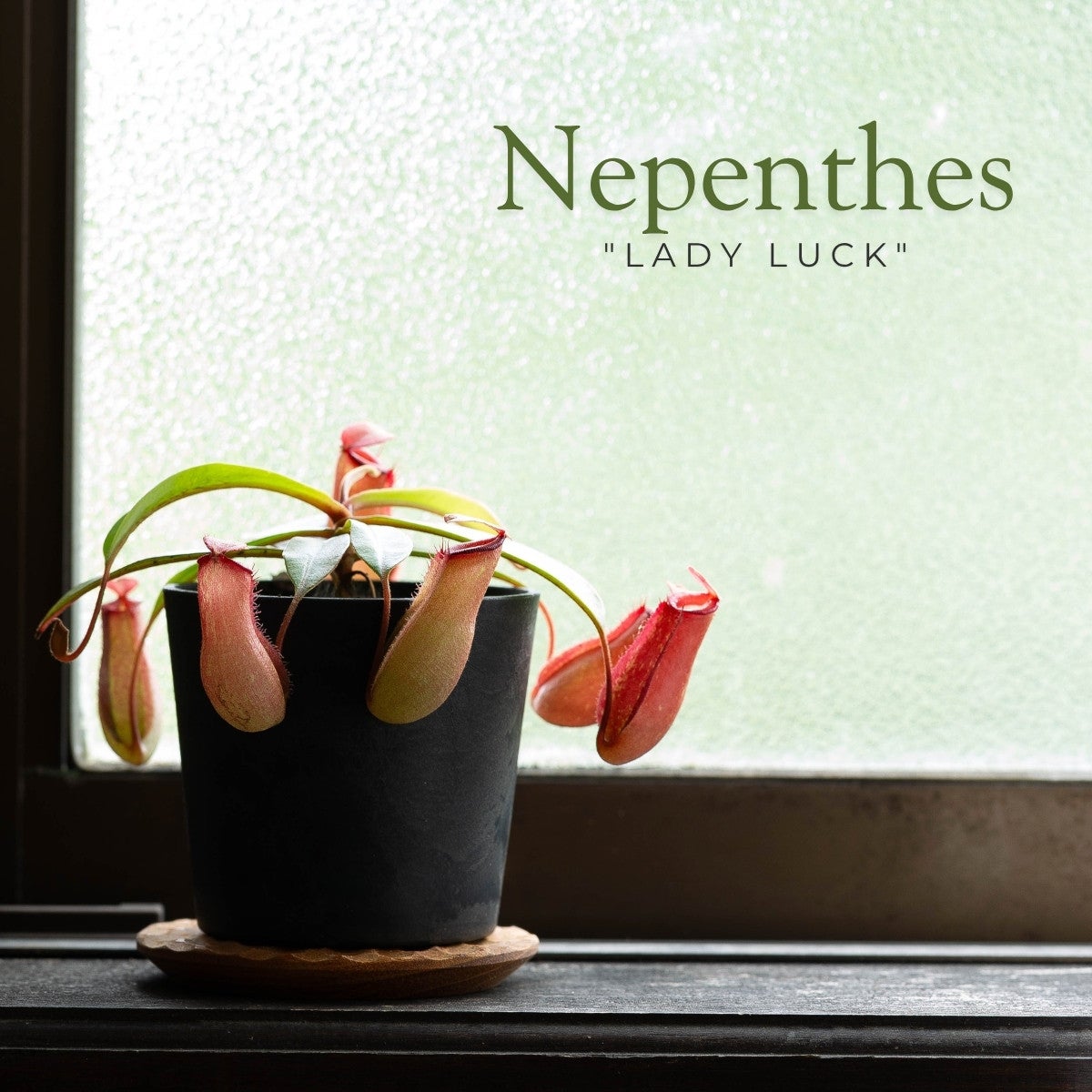 ネペンテス・レディラックのイメージ写真