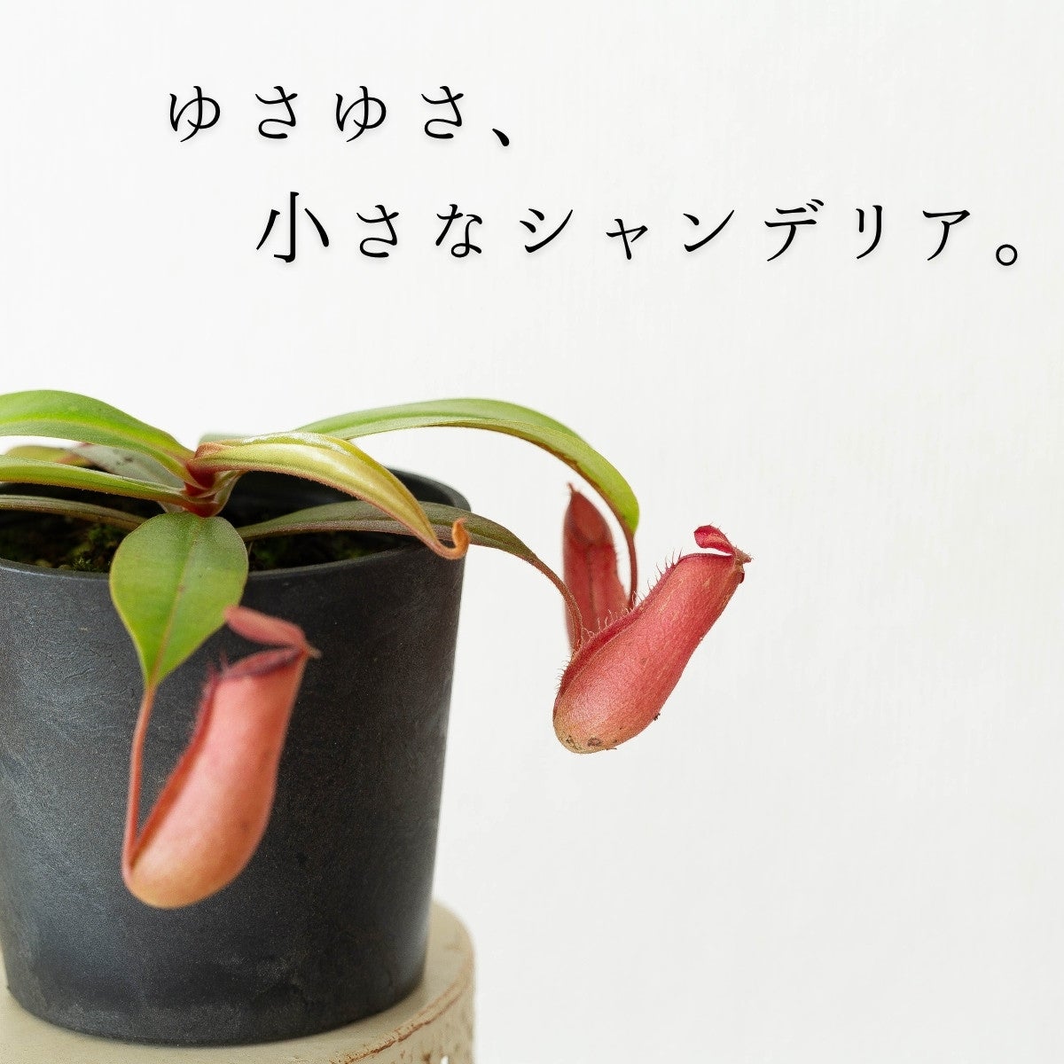 ゆさゆさ、小さなシャンデリア