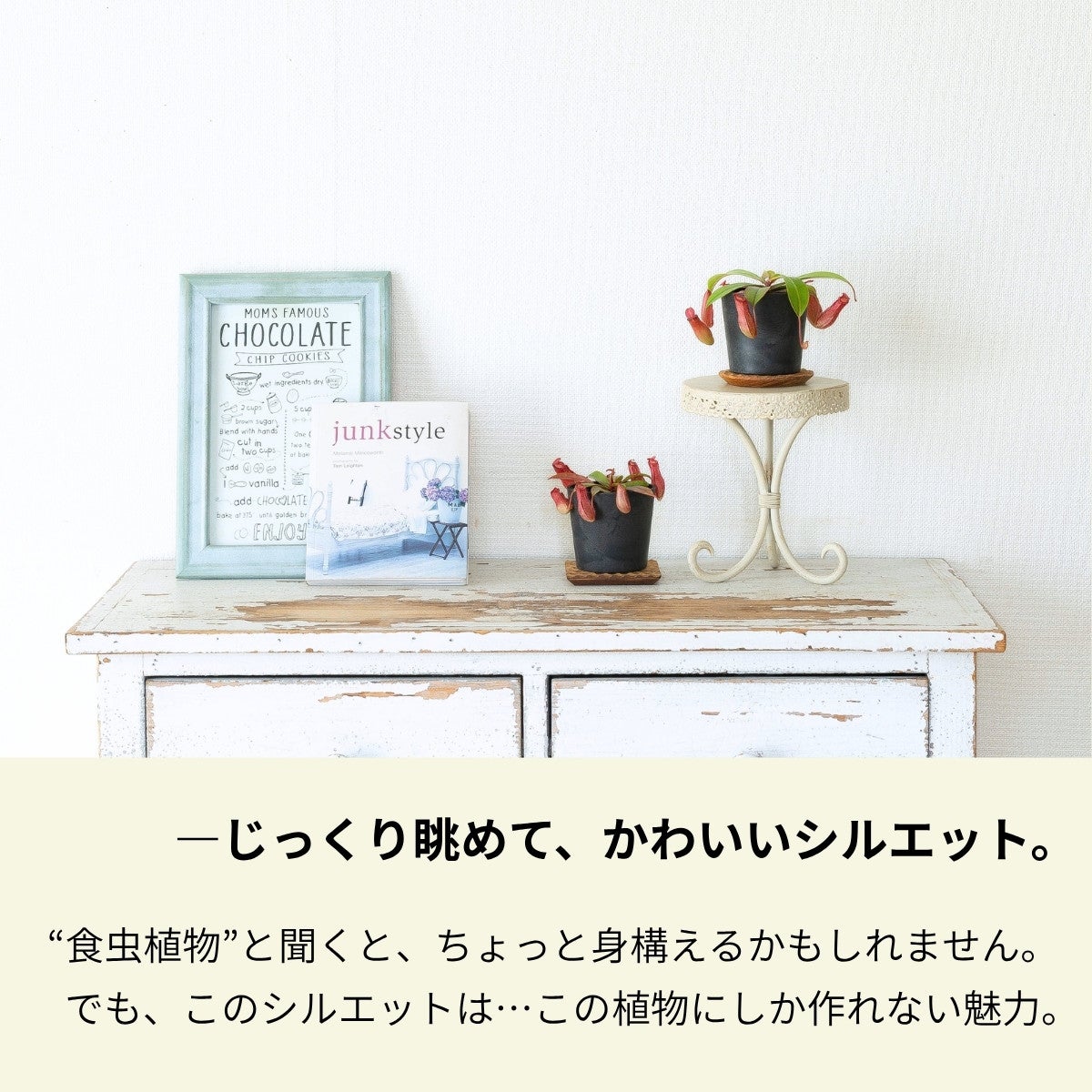 ネペンテス・レディラックの写真