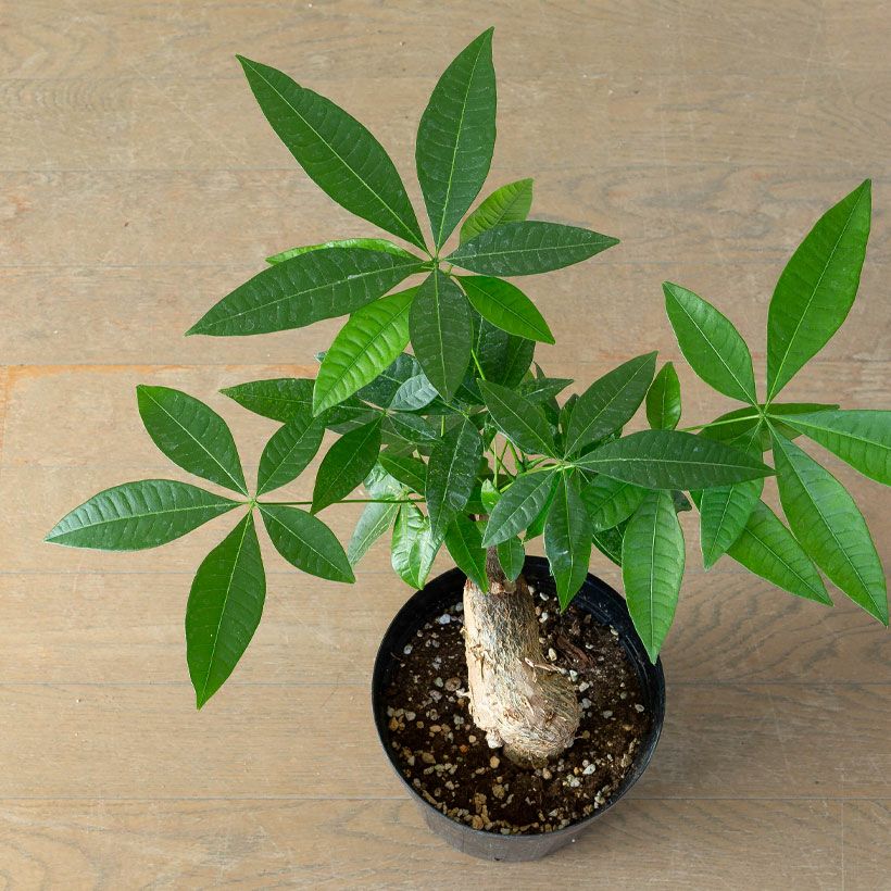 幹曲がり。塊根植物みたいなパキラグラブラ