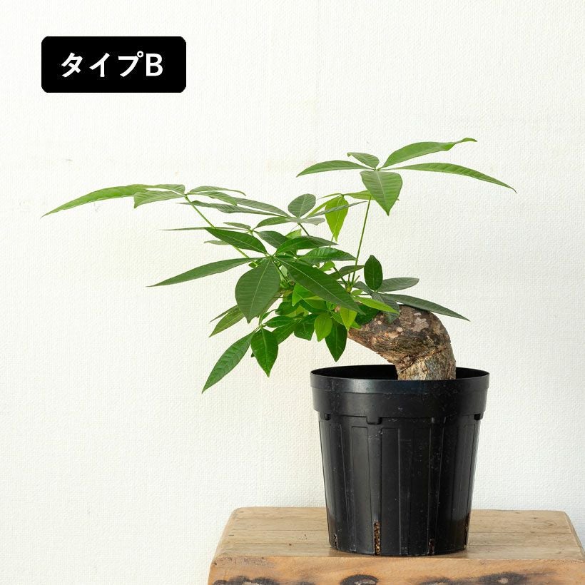超希少　塊根植物 ねじれ幹　ユーカリ 幹曲がり。塊根植物みたいなパキラグラブラ