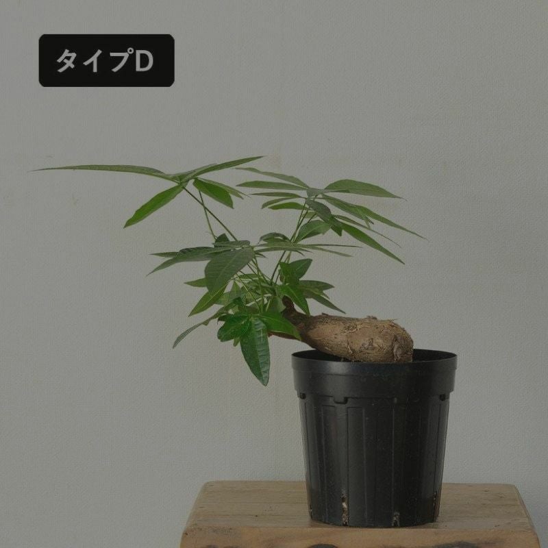 幹曲がり。塊根植物みたいなパキラグラブラ