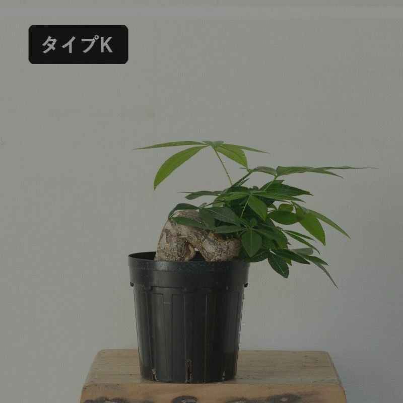 幹曲がり。塊根植物みたいなパキラグラブラ