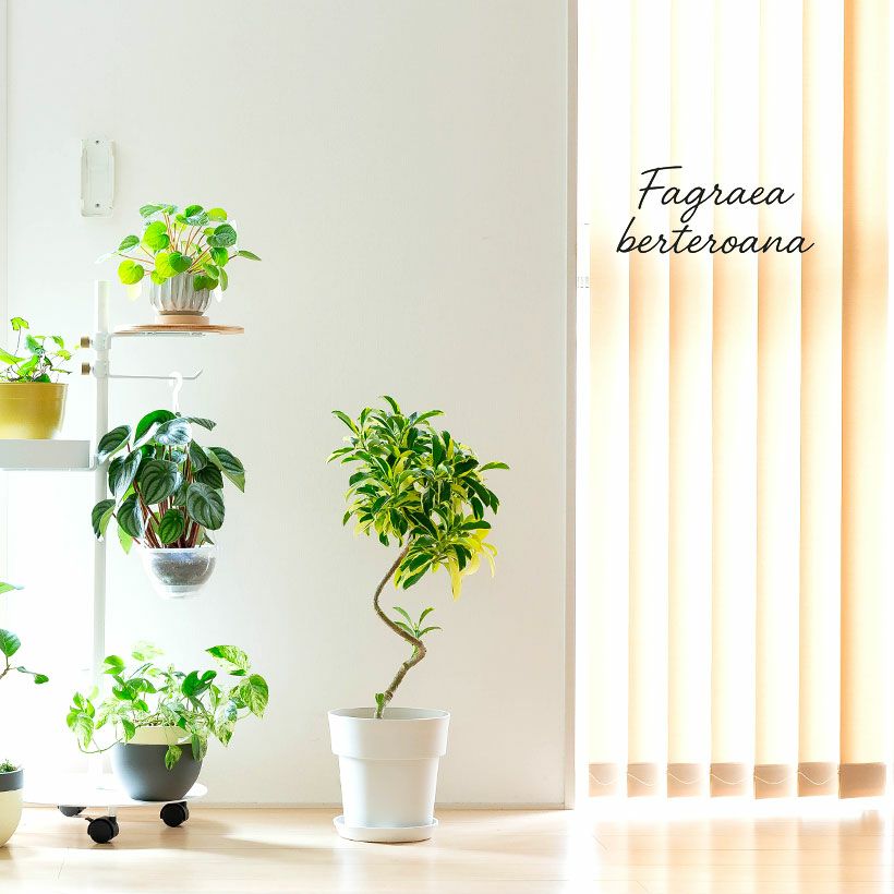 ファグラエア・ベルテロアナ斑入り｜シェフレラ似の観葉植物