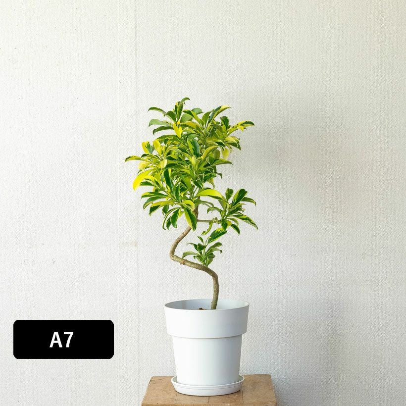 ファグラエア・ベルテロアナ斑入り｜シェフレラ似の観葉植物