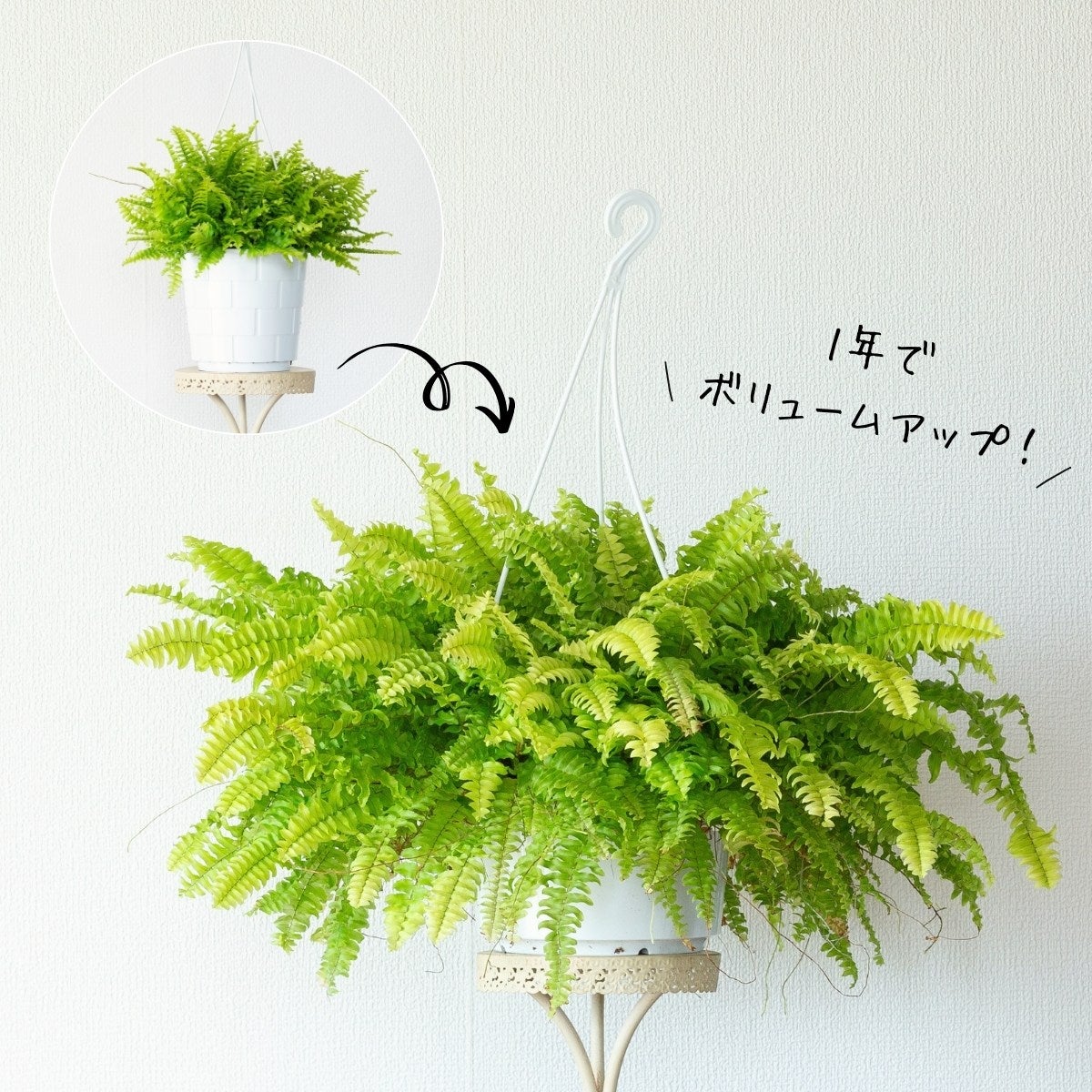 両方くまなく楽しめる