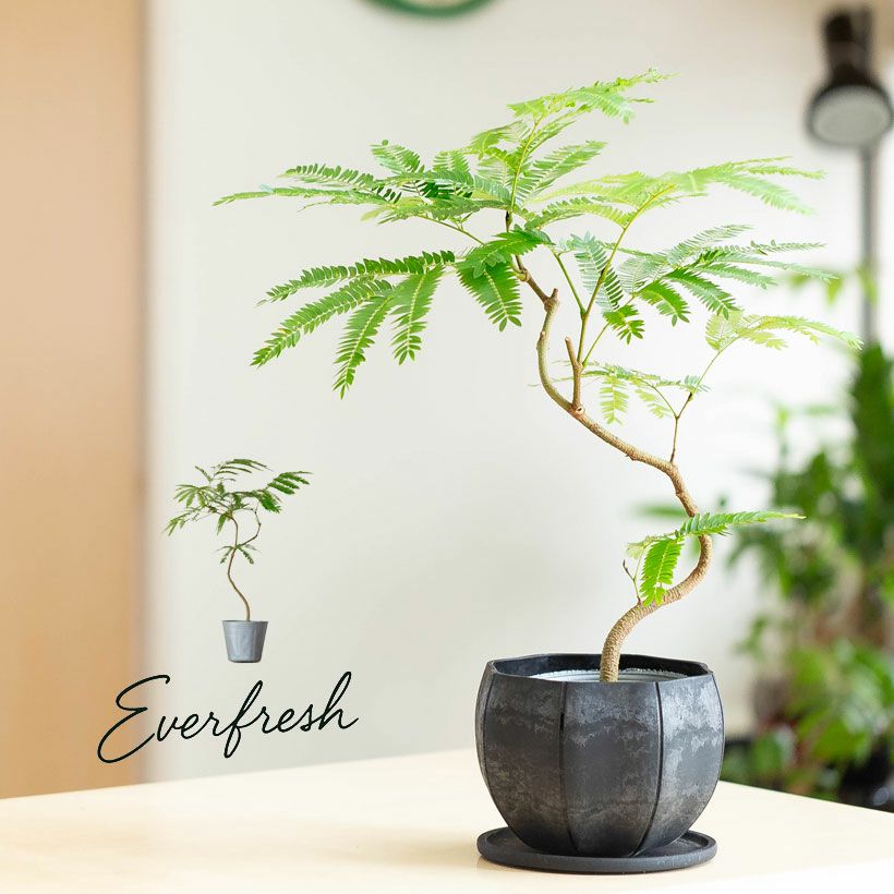 ネムノキ・エバーフレッシュ（枝曲がり）