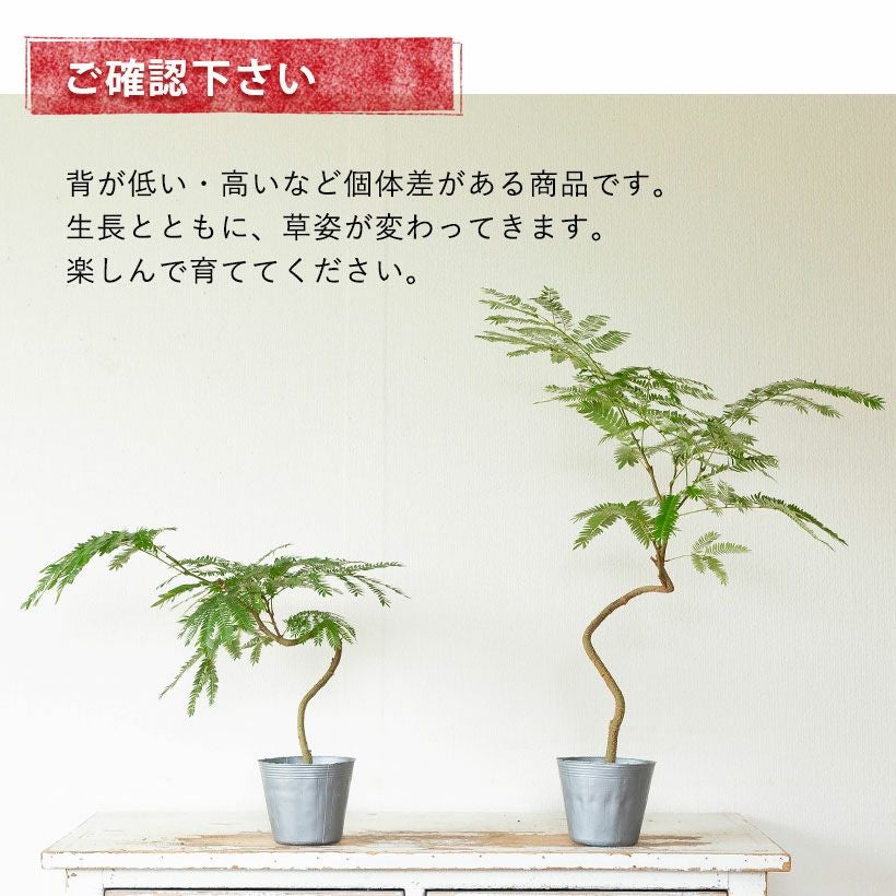 ネムノキ・エバーフレッシュ（枝曲がり）