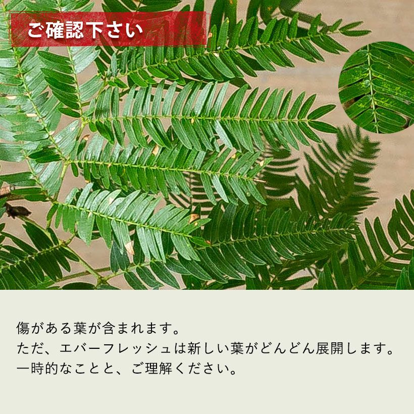 ネムノキ・エバーフレッシュ（枝曲がり）
