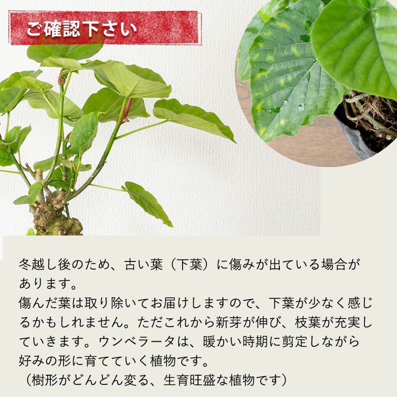 フィカスウンベラータを花台の上に