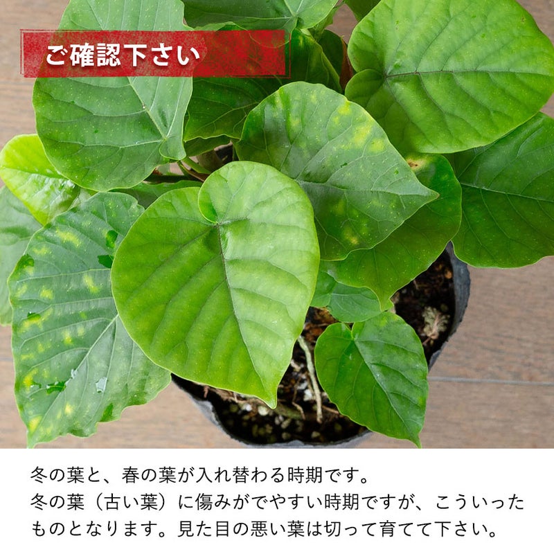 フィカスウンベラータを花台の上に