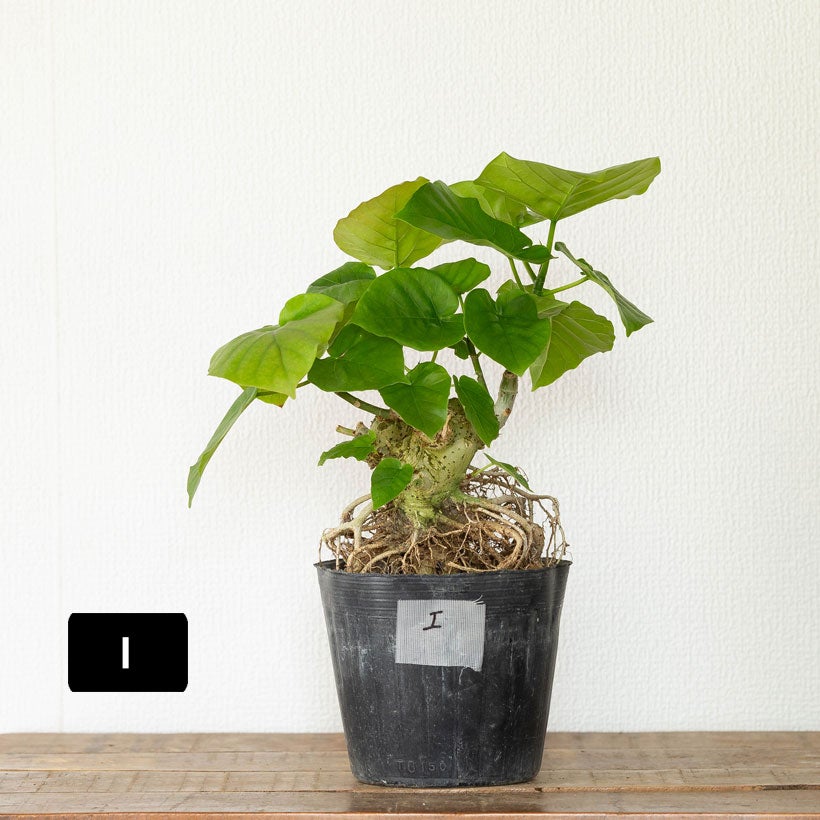 ウンベラータ 特大 6本寄せ植え とても大きいです！ 元気株 楽天市場】人工観葉植物 寄せ植え フィカス ウンベラータ 陶器鉢 造花