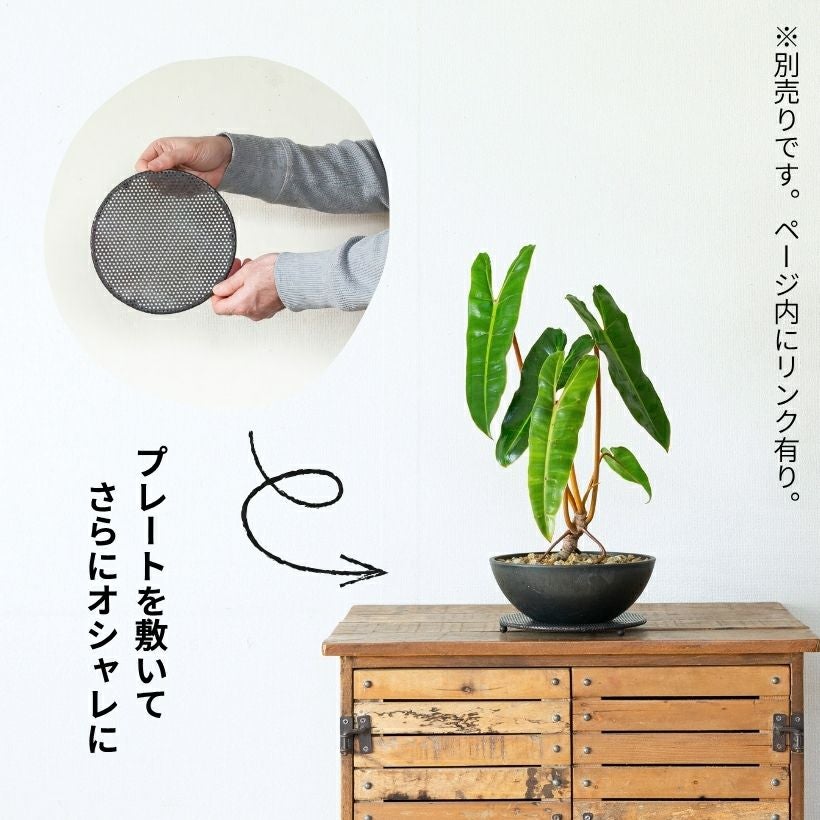 盆栽風フィロデンドロン・ビレッタエ（写真現品）・育て方付き